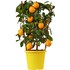 Citrus Spalier P20 cm