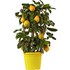 Citrus Spalier P20 cm