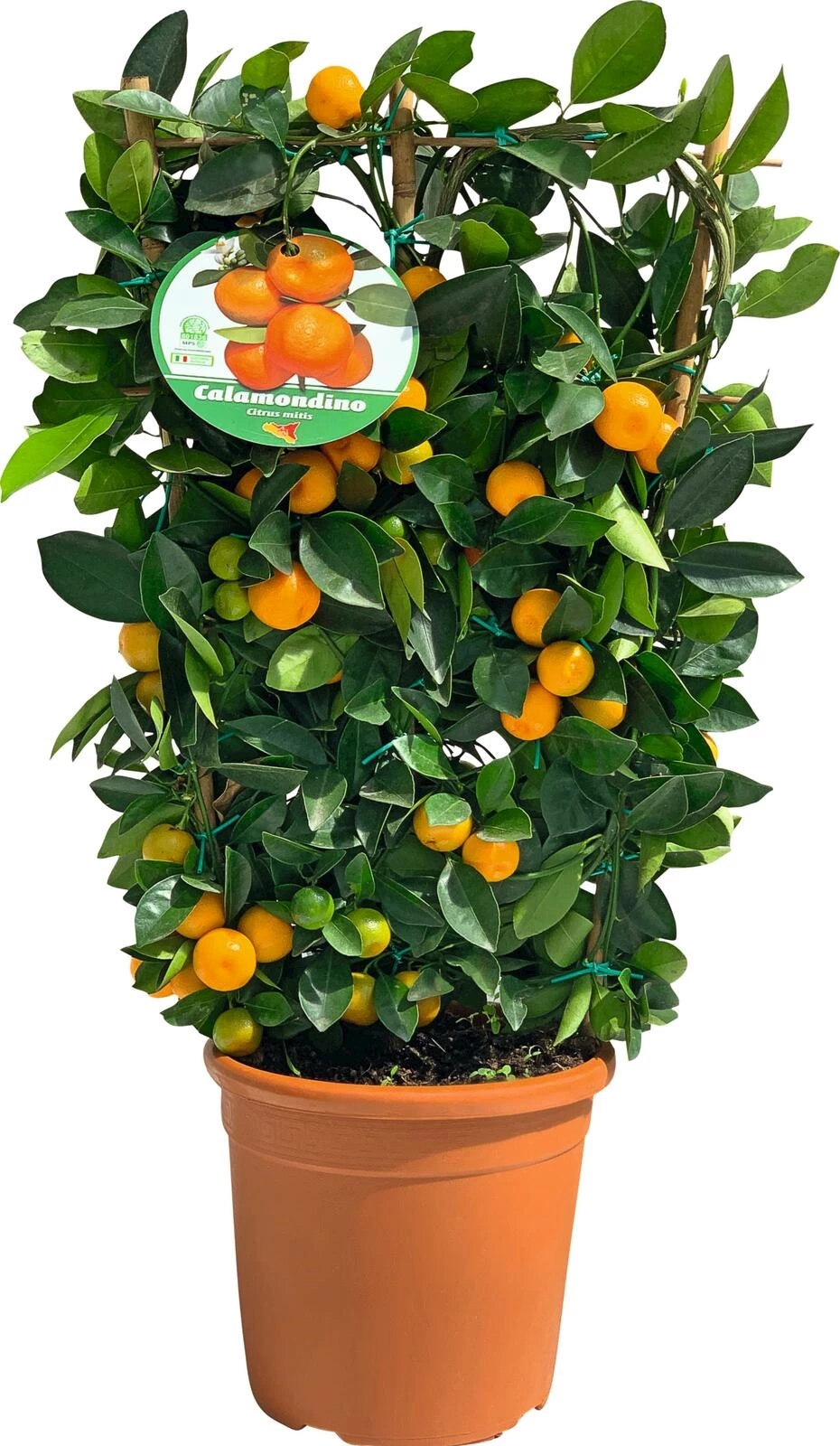Citrus éspalier P20 cm
