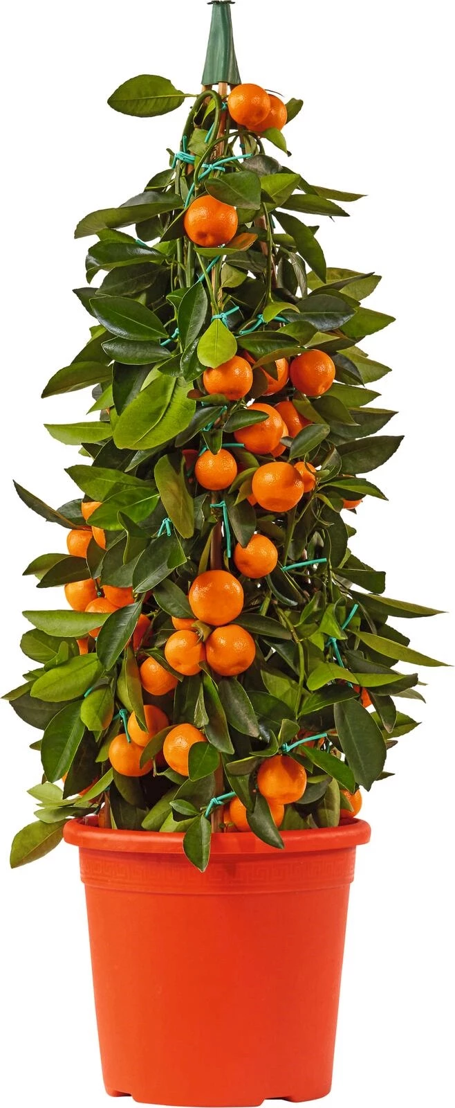 Citrus Pyramide P20 cm