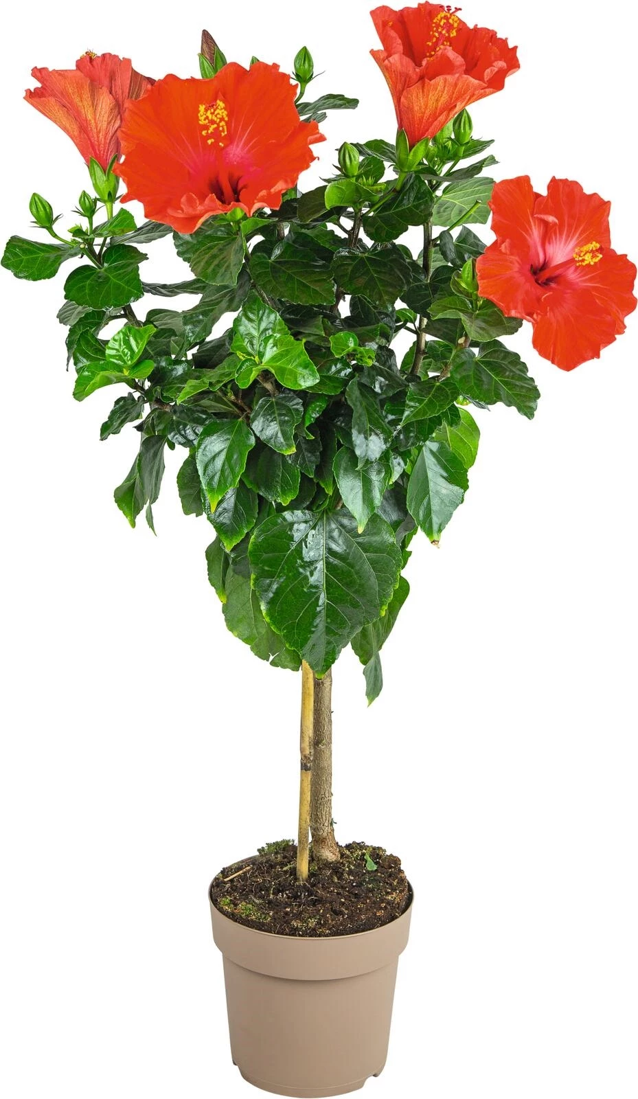 Hibiscus Stamm P17 cm