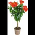 Hibiscus tronc P17 cm