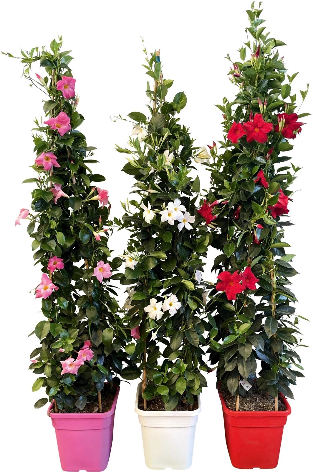 Dipladenia Mega P25x25 cm