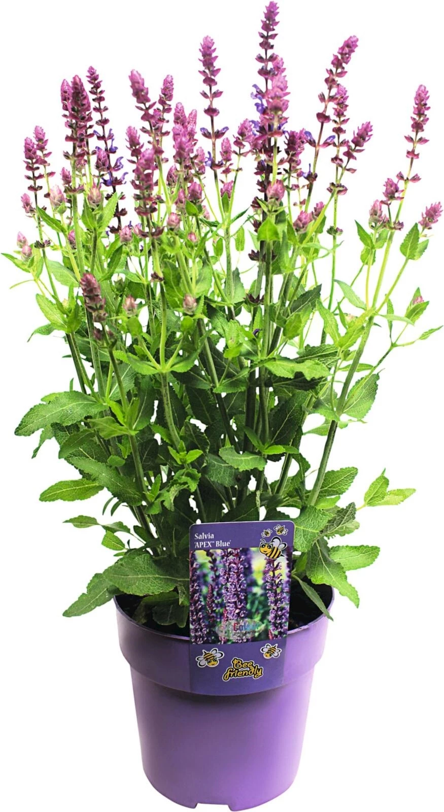 Stauden Bee friendly P15 cm