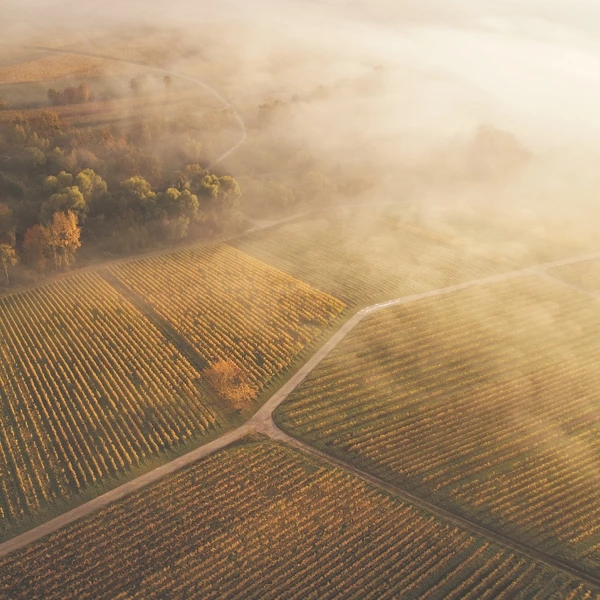 Cuvée d'Or Goldbeere 75 cl