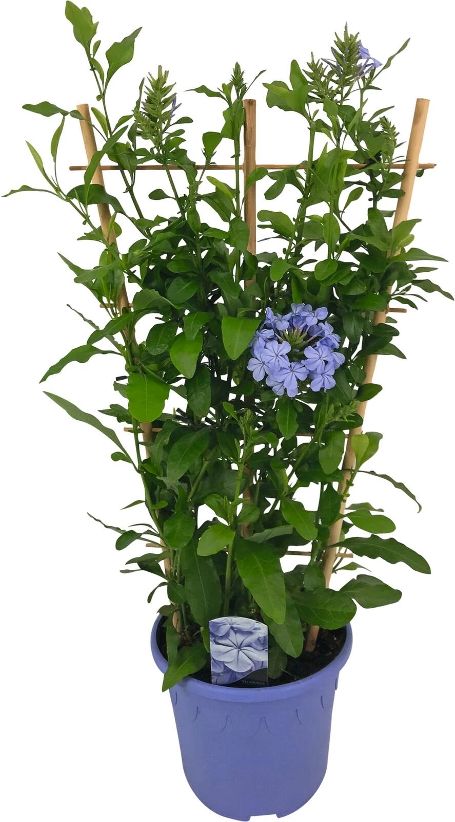 Plumbago Spalier P19 cm