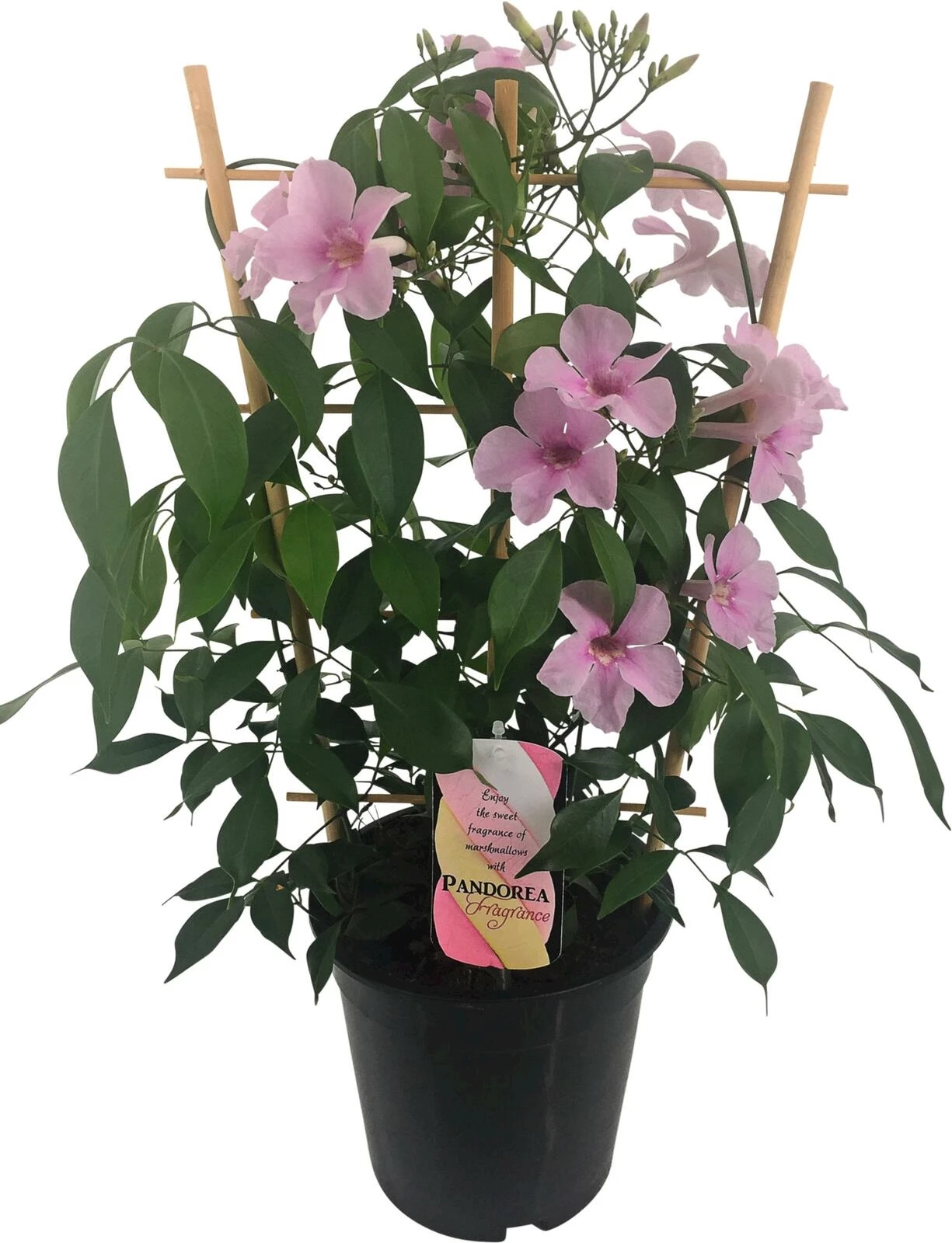 Pandorea Spalier P19 cm