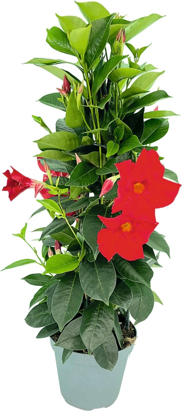 Dipladenia Pyramide P14 cm