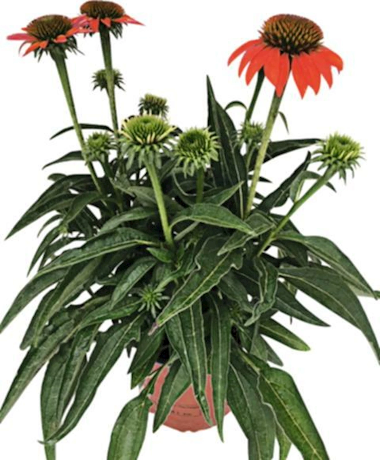 Echinacea P12 cm