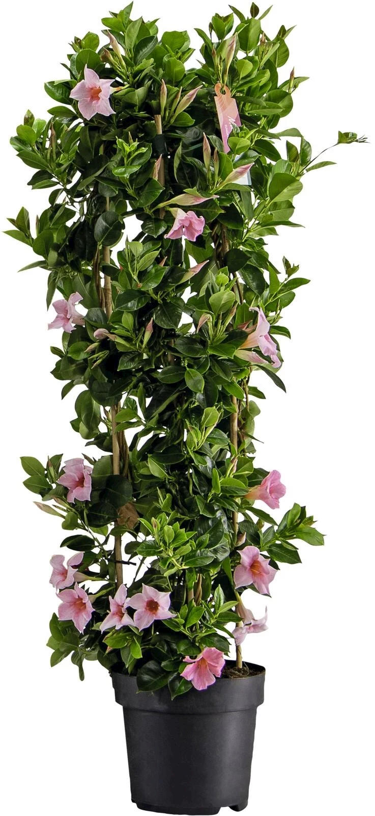 Mandeville XL P21 cm