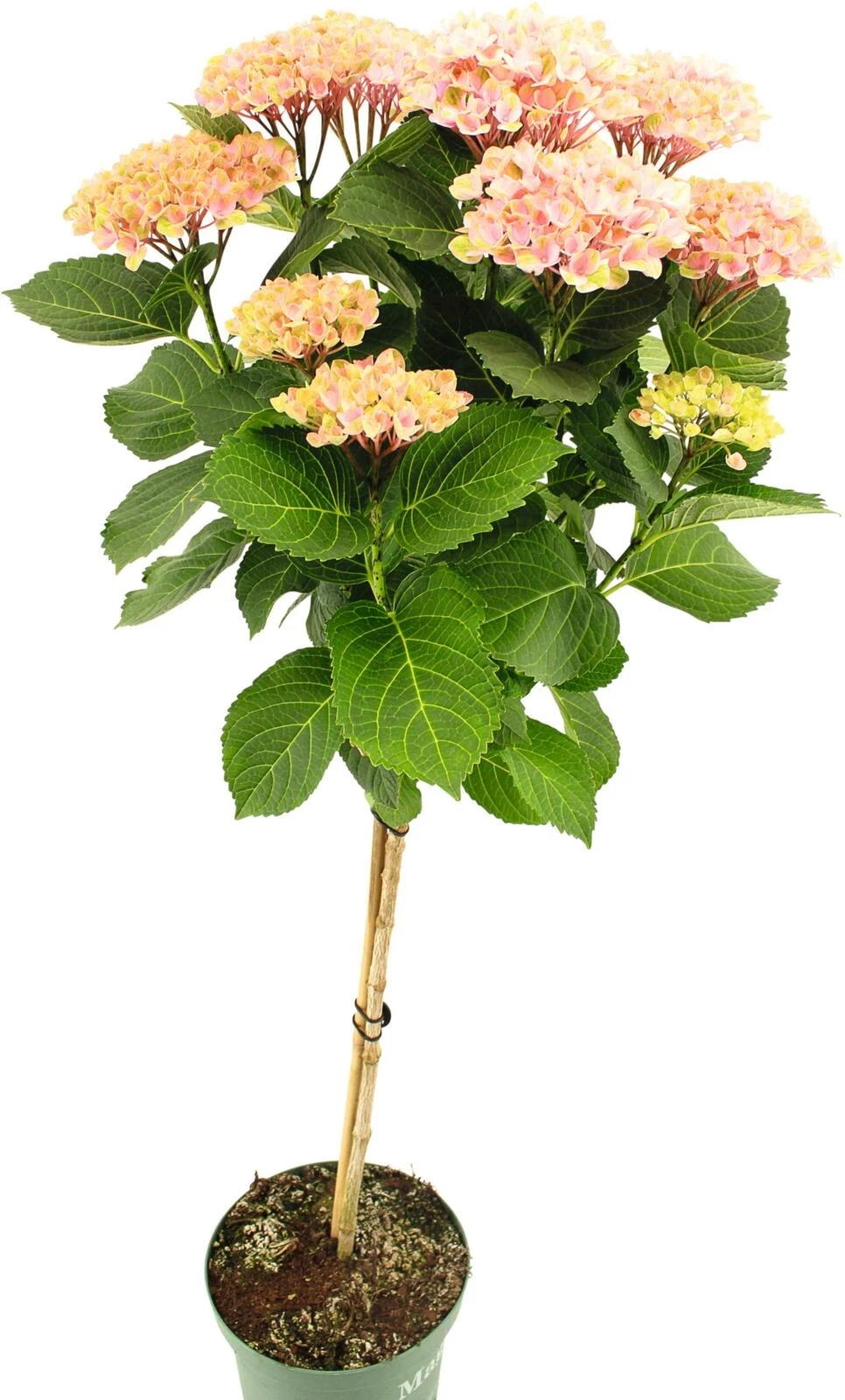 Hydrangea Magical Stamm P20 cm