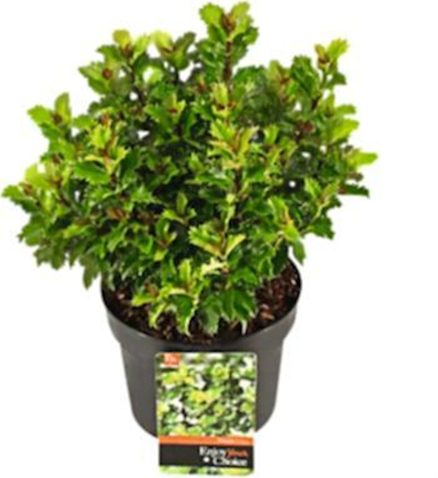 Ilex meserveae P17 cm