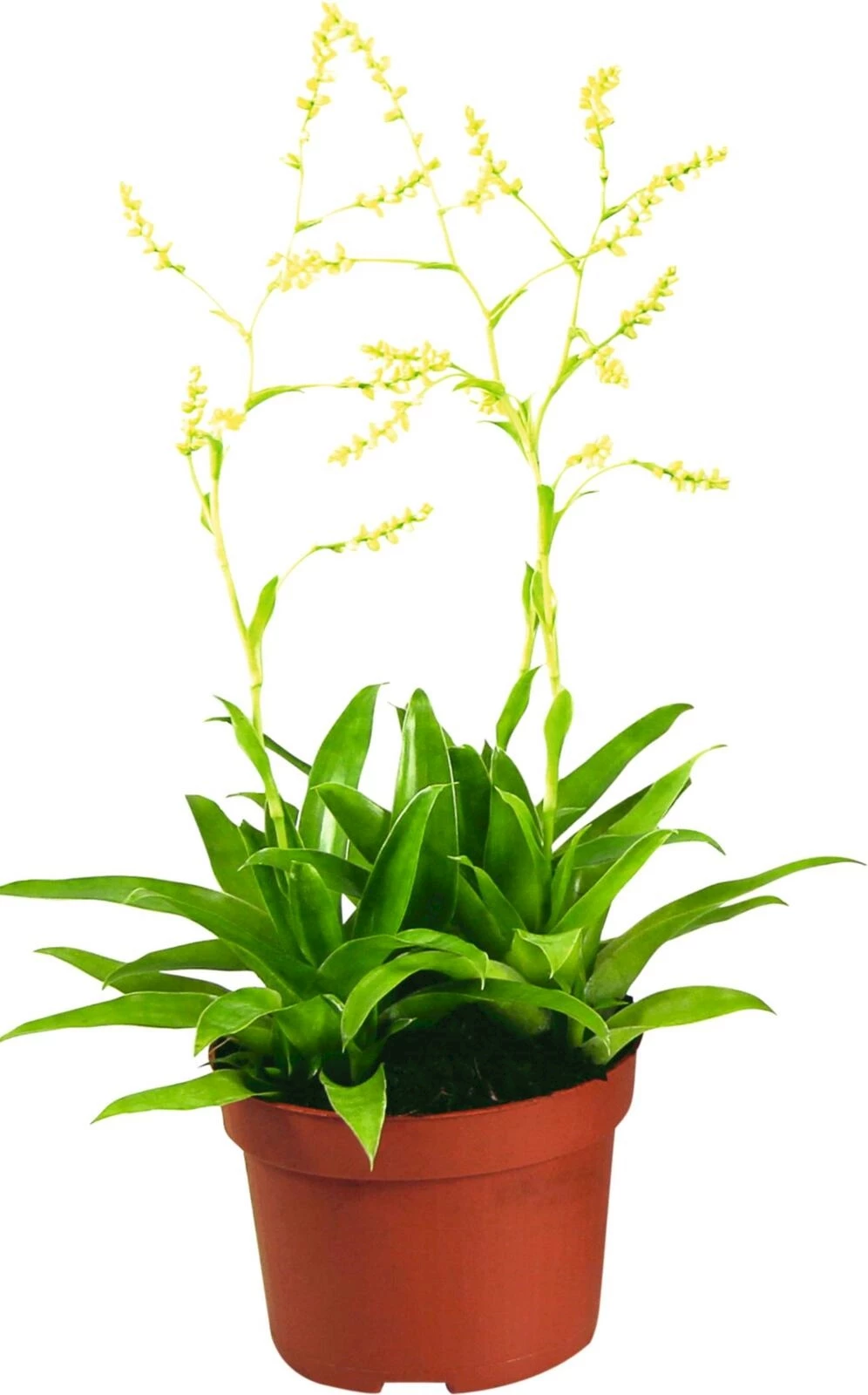 Bromelia 3er P10.5 cm