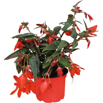 Gartenbegonia Florencio rot P12 cm