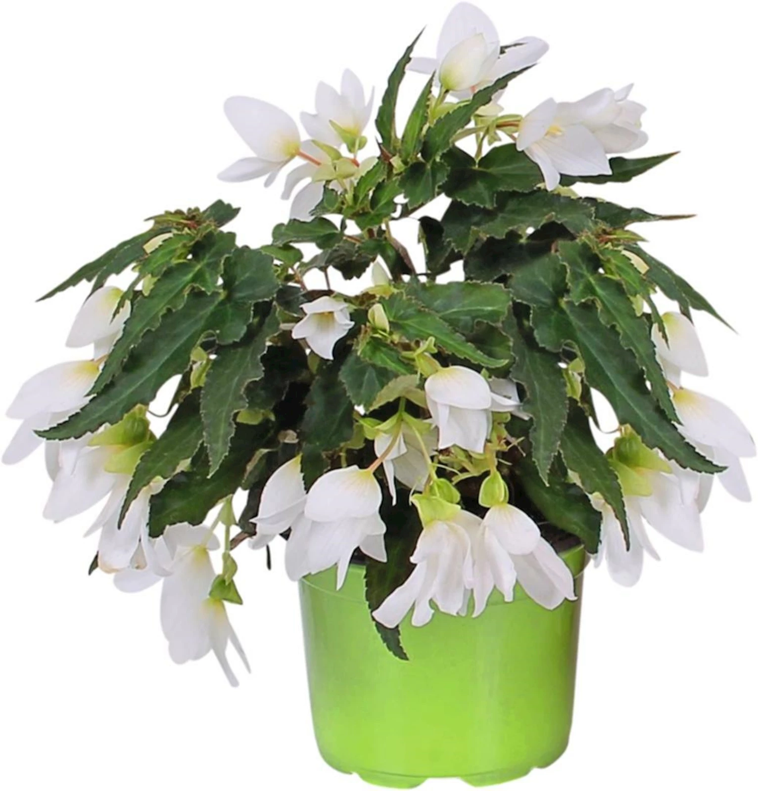 Gartenbegonia Florencio rot P12 cm