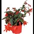 Gartenbegonia Florencio rot P12 cm