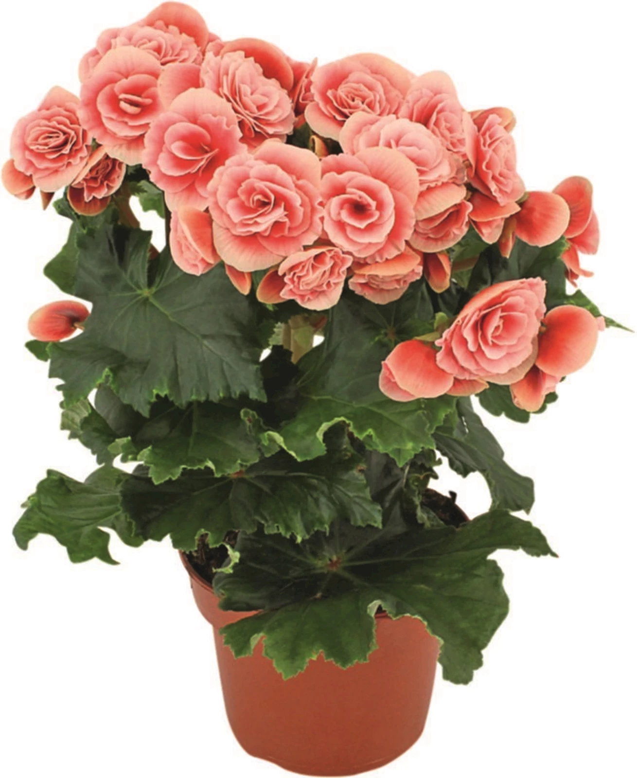 Begonia Sweetie P12 cm