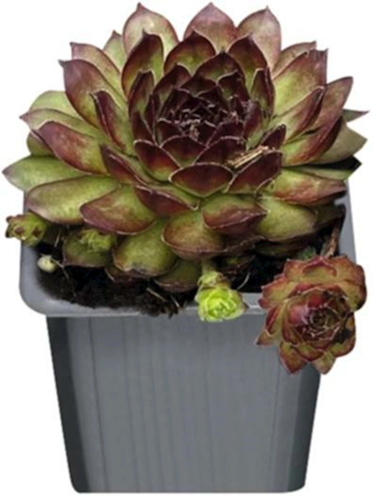 Sempervivum P7 cm