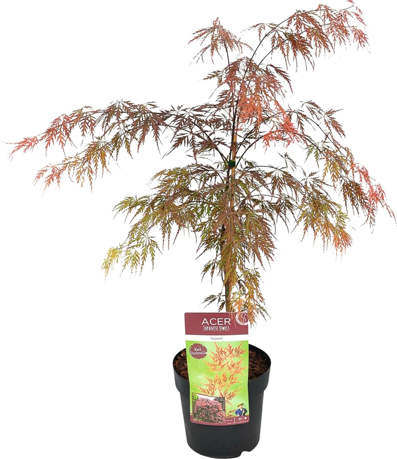 Acer palm.Garnet P26 cm