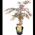 Acer palm.Garnet P26 cm