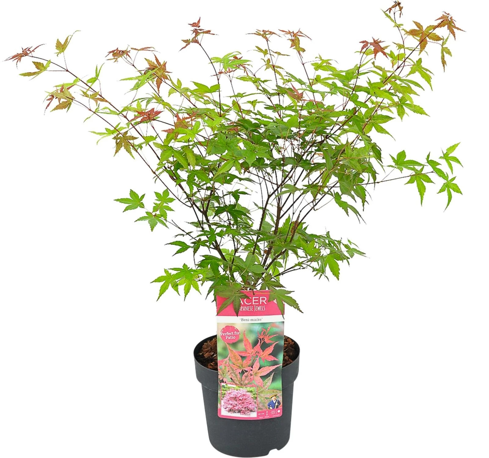 Acer palm.Benimaiko P19 cm kaufen Baumschule LANDI