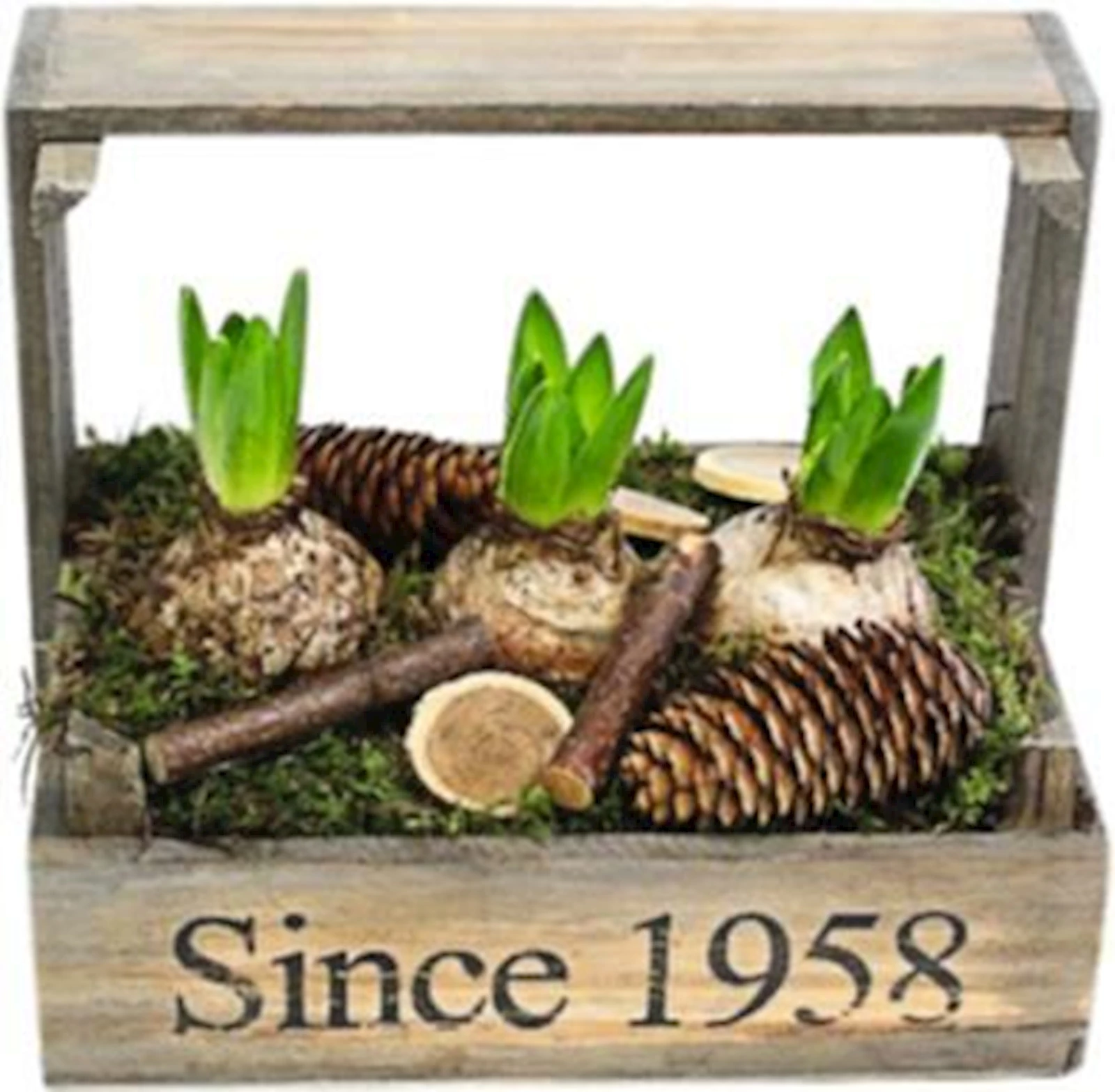 Caisse bois av. bulbes pl. P 25×18 cm