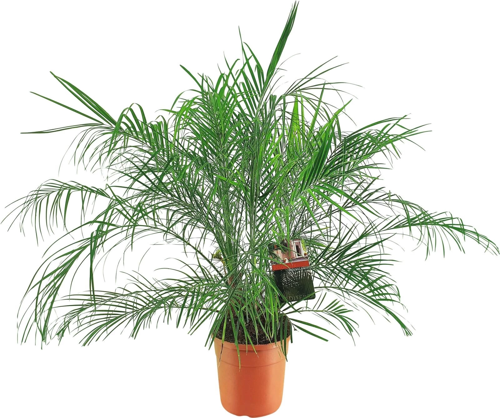 Phoenix Roebelenii P24 cm