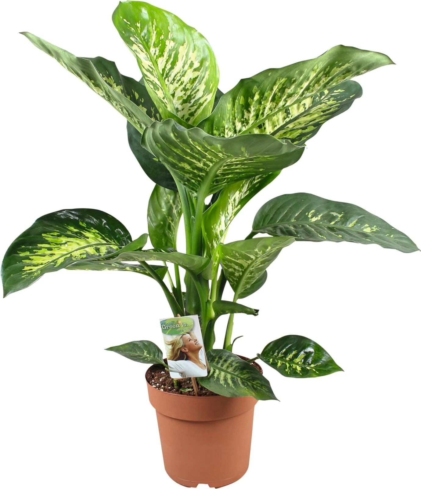 Dieffenbachia P21 cm