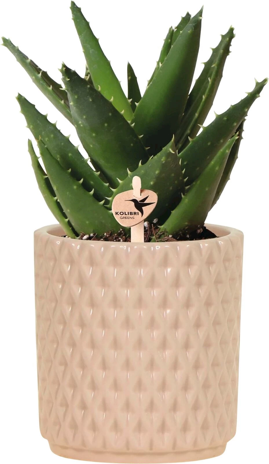 Succulentes en CP P9 cm