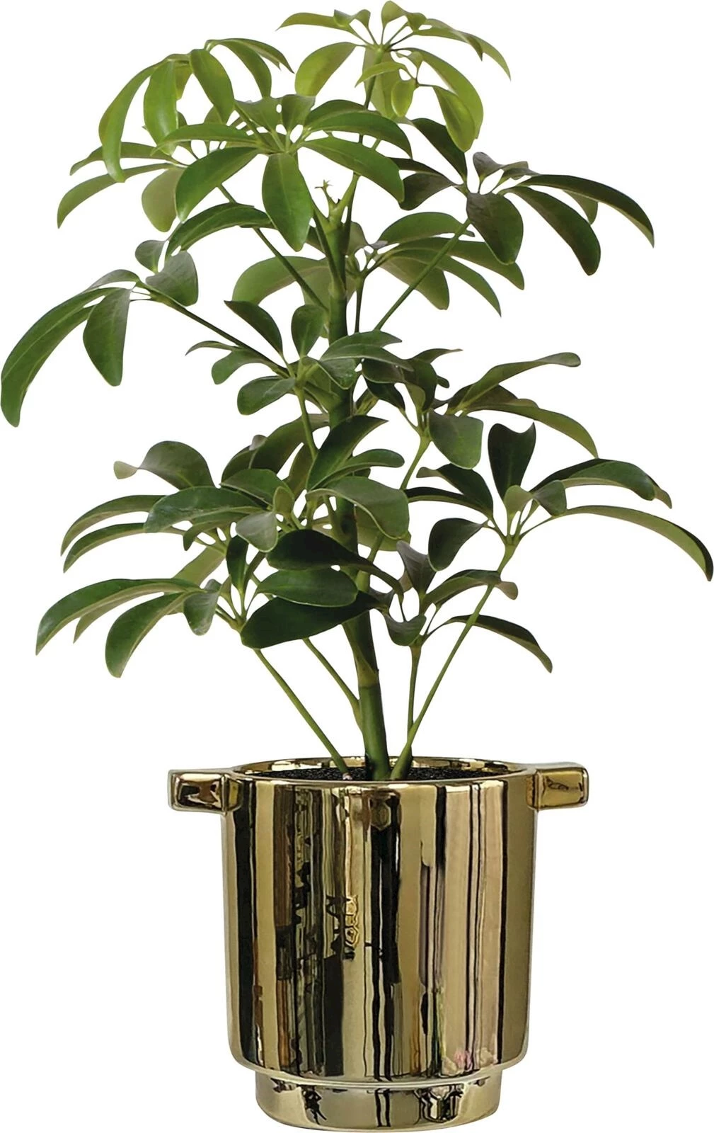 Schefflera im UT Gold P9 cm