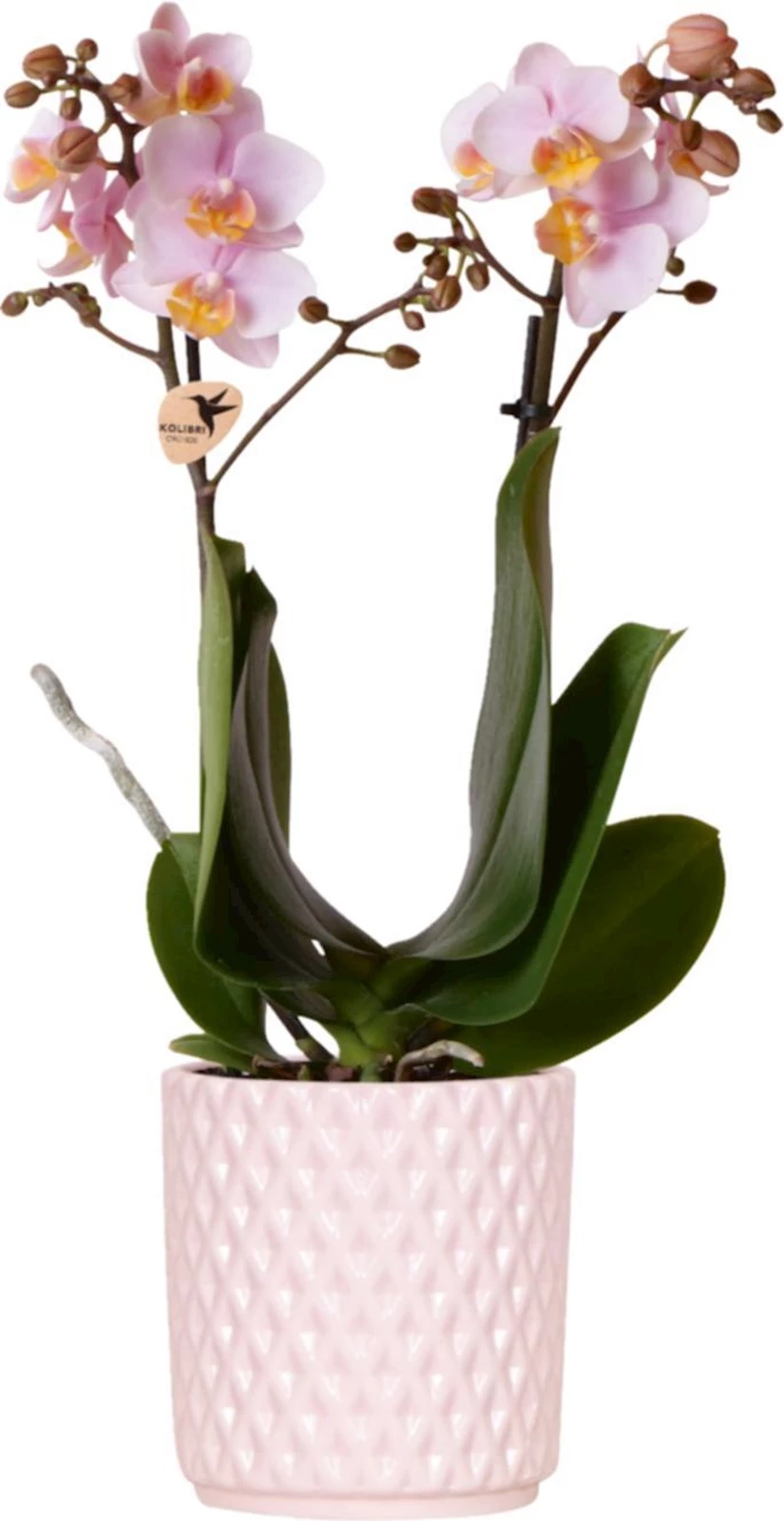 Phalaenopsis 2 tiges CP P9 cm