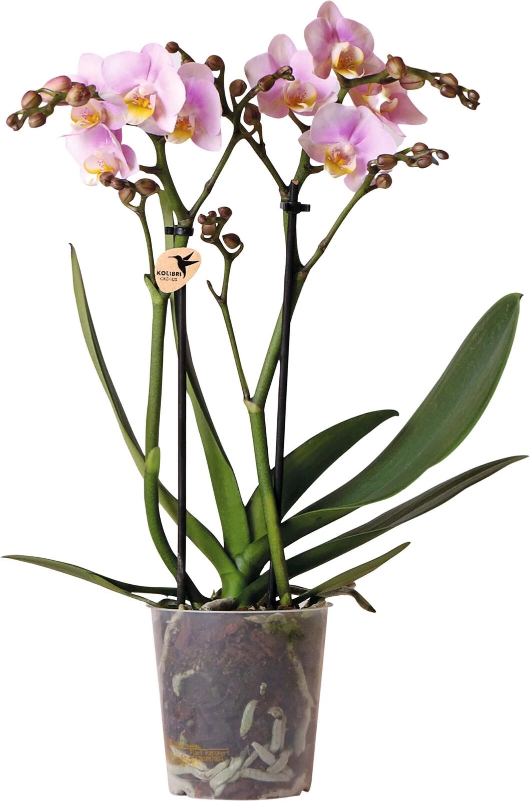 Phalaenopsis 2 tiges P9 cm