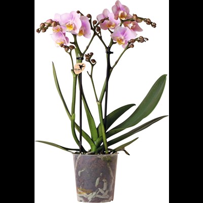 Phalaenopsis 2 tiges P9 cm