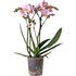 Phalaenopsis 2 Rispen P9 cm