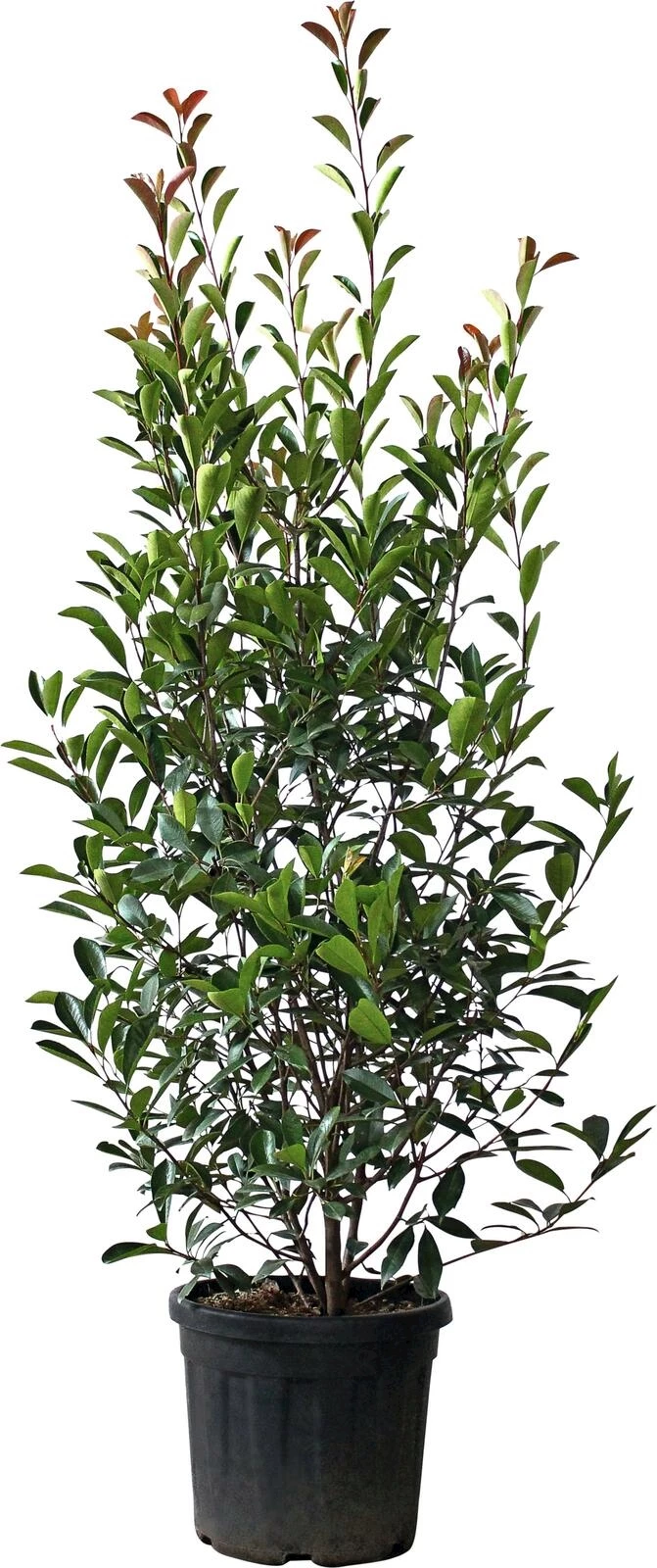 Photinia Red Robin  P30 l