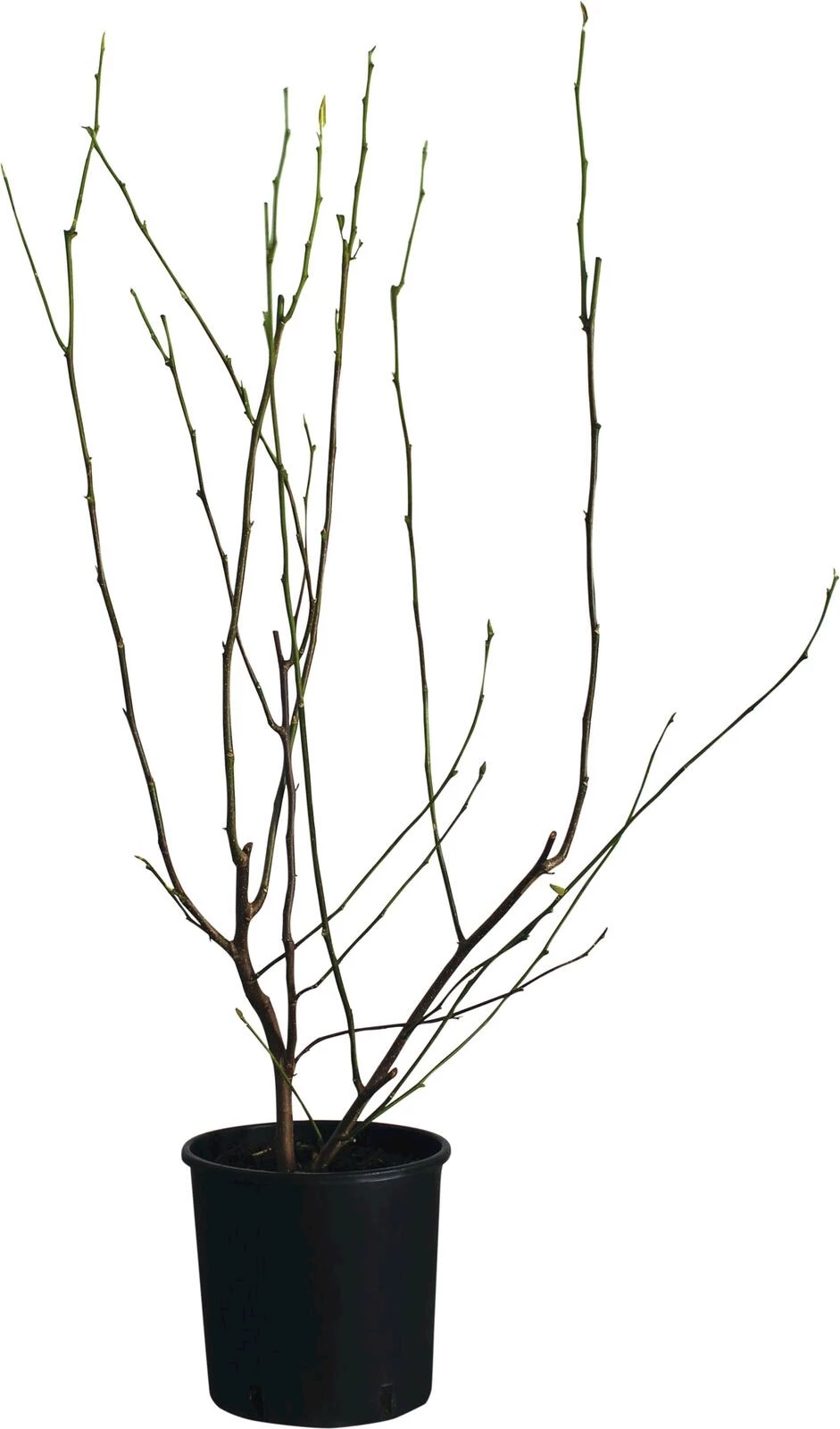 Magnolia Leo Messel P10 l