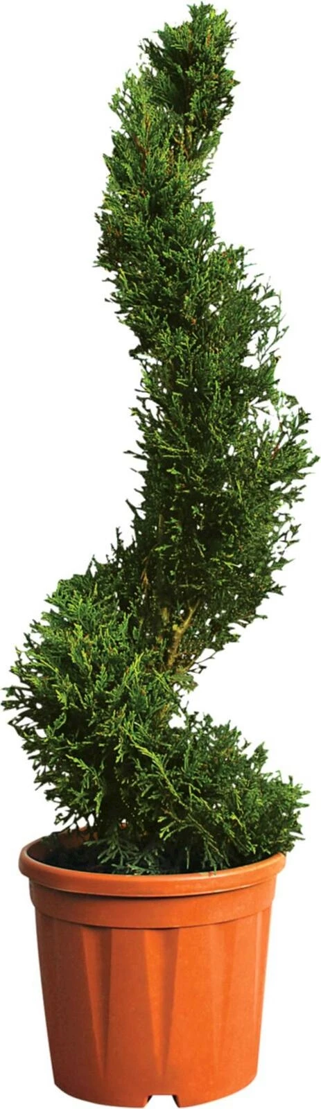 Cupressocyp.Le.C.W.G.Spirale P10 l