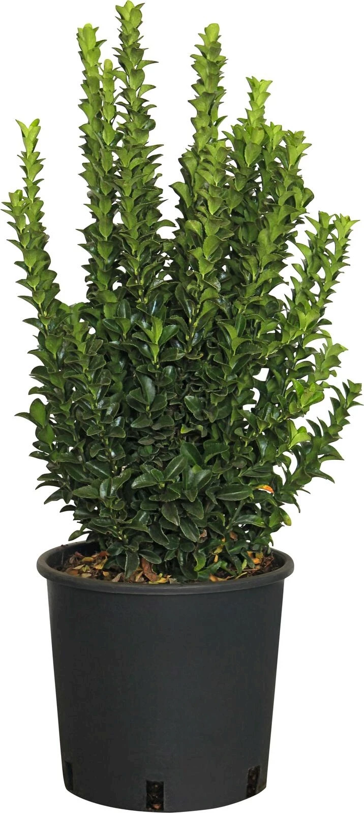 Euonymus Benkomasaki  P5 l