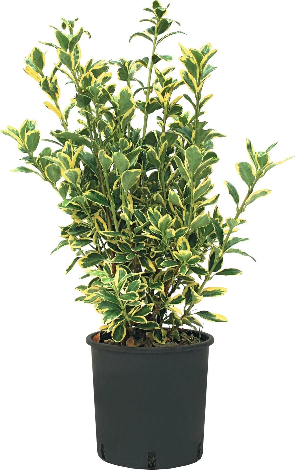 Euonymus Bravo P5 l