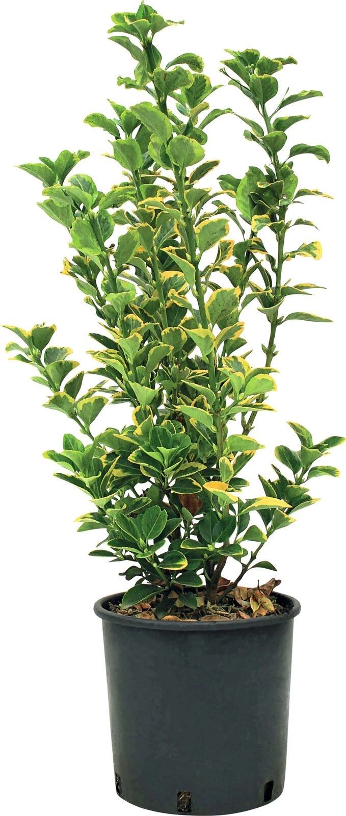 Euonymus Aurea P5 l