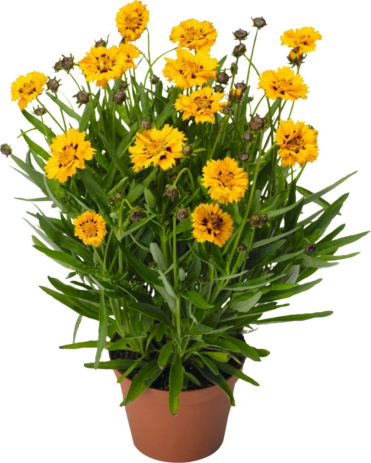 Stauden Sommerglück P3 l