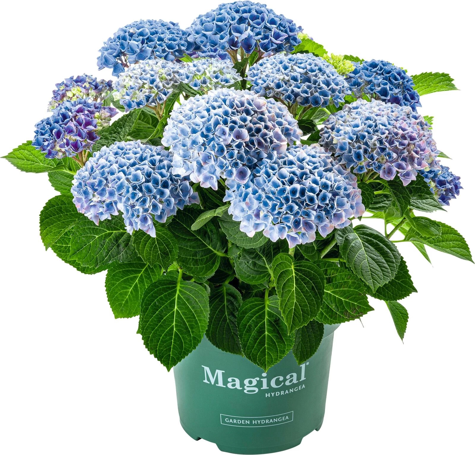 Hydrangea Magical blau P23 cm