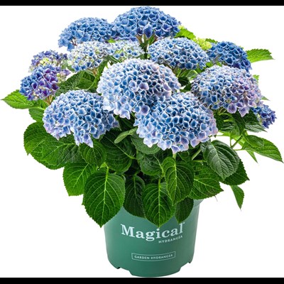 Hydrangea Magical blau P23 cm