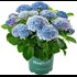 Hydrangea Magical bleu P23 cm