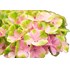 Hydrangea Magical rosa P23 cm