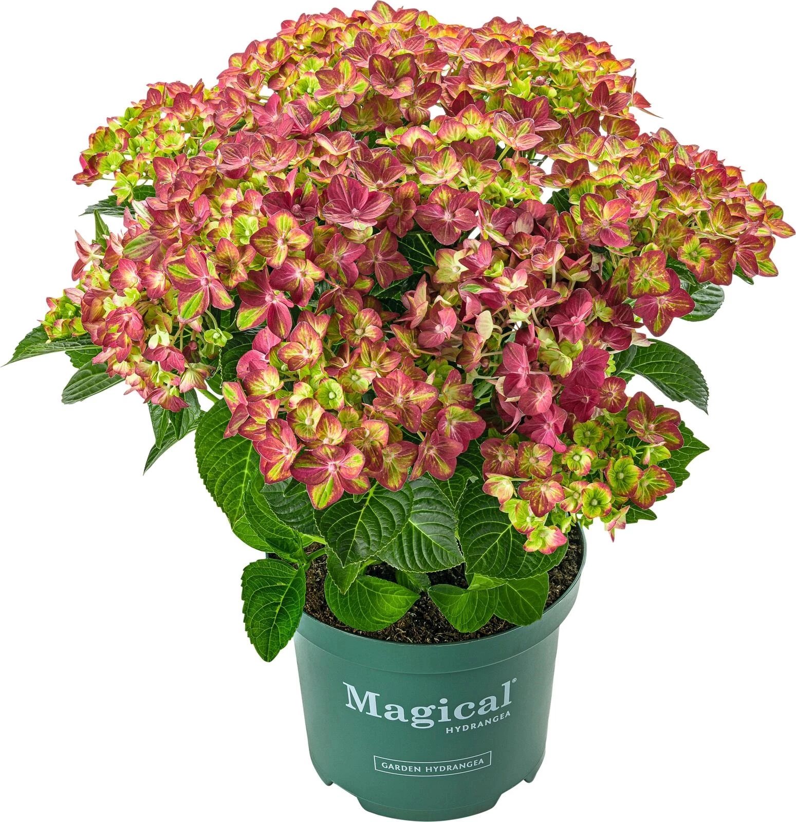 Hydrangea Magical rot P23 cm