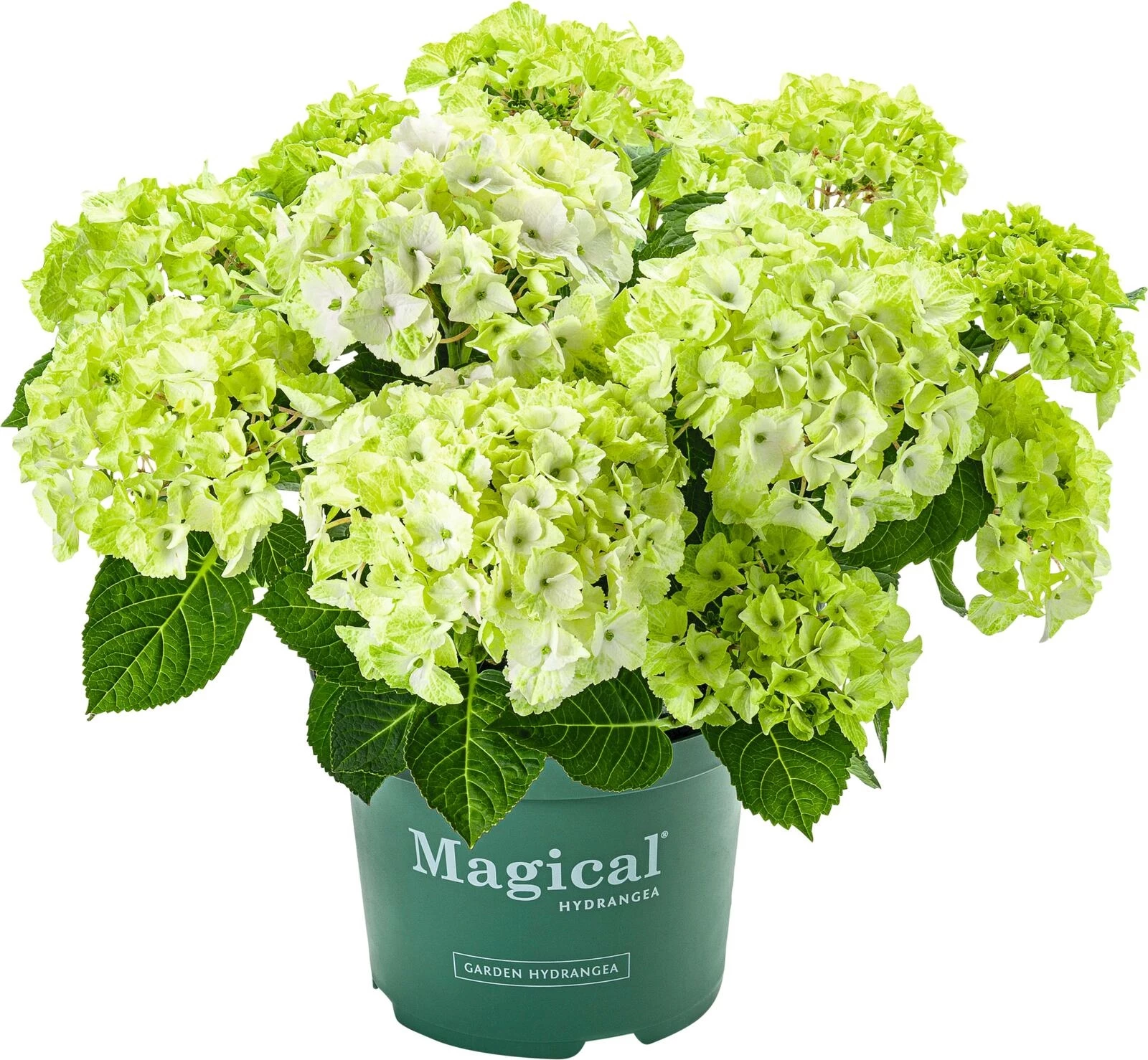 Hydrangea Magical weiss P23 cm