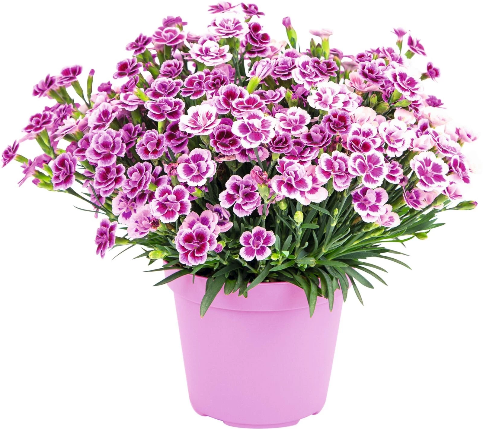 Dianthus Pink Kisses  P14 cm