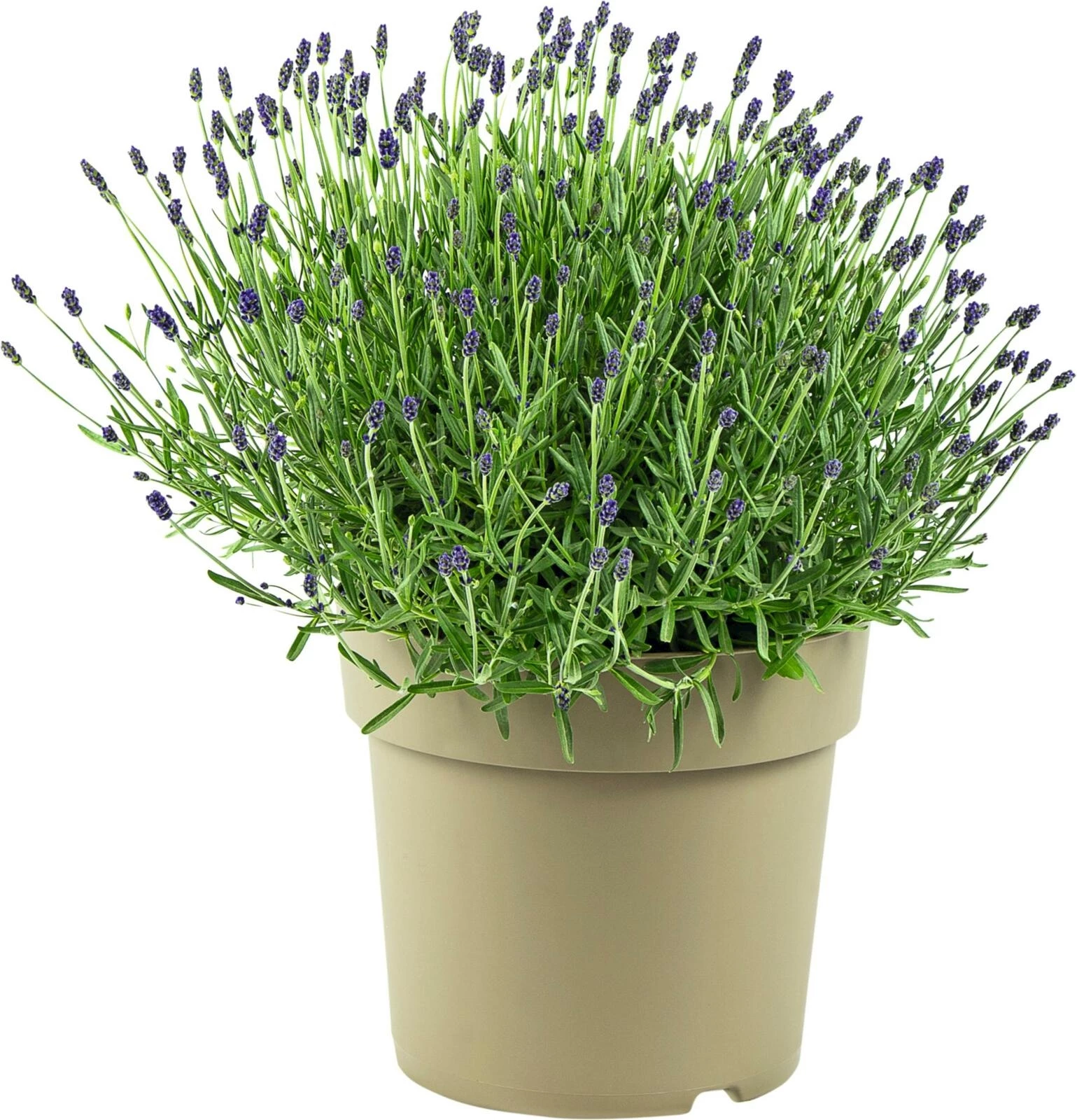 Lavendel Hidecote blau P27 cm