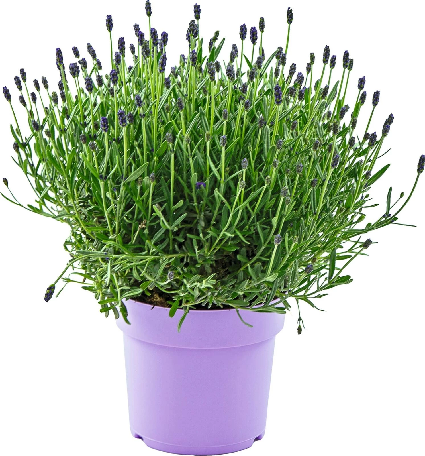 Lavendel Hidecote blau P17 cm